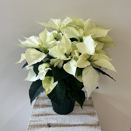 White Poinsettia - Medium