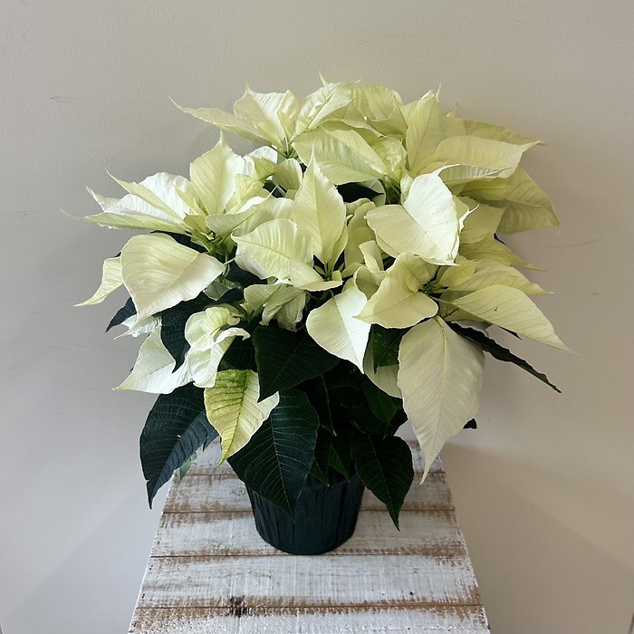 White Poinsettia - Medium