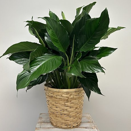 Plants