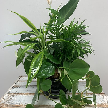 6\" Ceramic Dishgarden