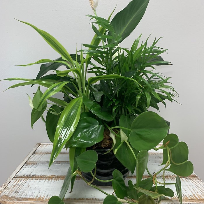 6\" Ceramic Dishgarden