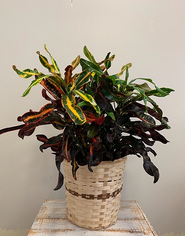 8\" Croton Petra