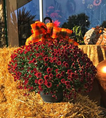Fall Mum Hanging Basket