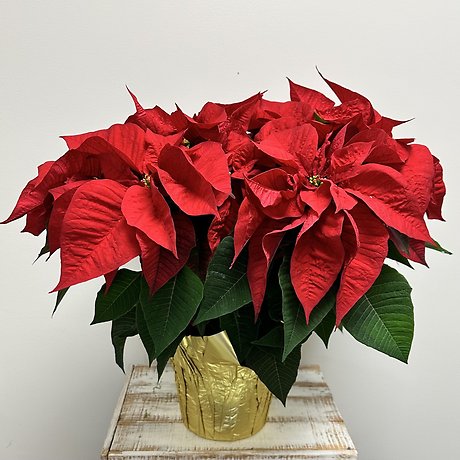 Red Poinsettia - Large