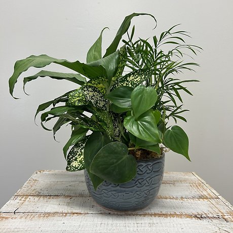 6\" Ceramic Dishgarden