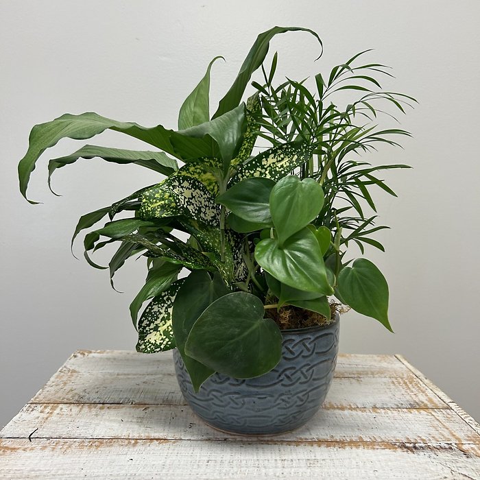 6\" Ceramic Dishgarden