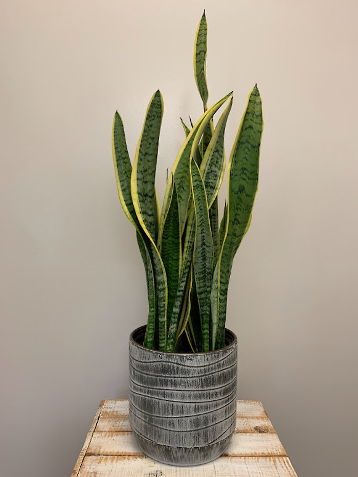 8\" Sanseveria