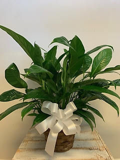 Peace Lily - SMALL