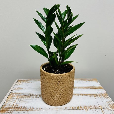 Plant in ceramic