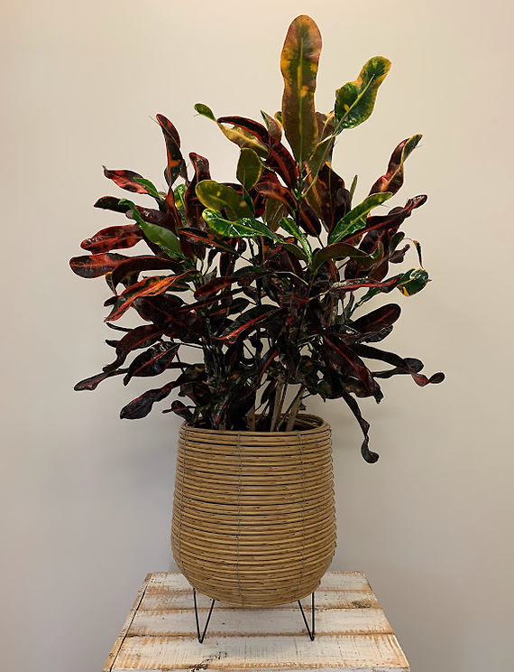 8\" Croton Petra