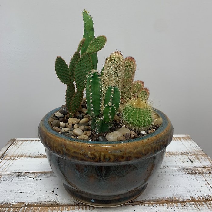 Cactus Garden