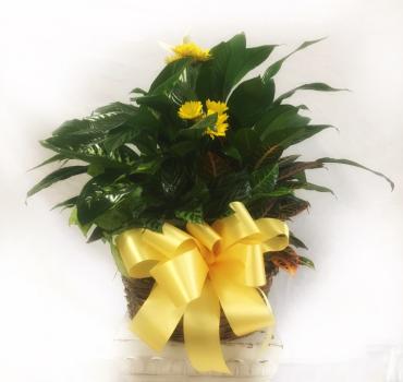 Planter Basket* ($90)