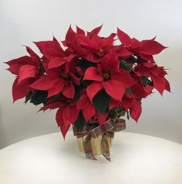 *Poinsettia - Large