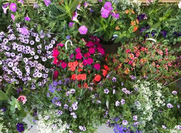 Hanging Baskets