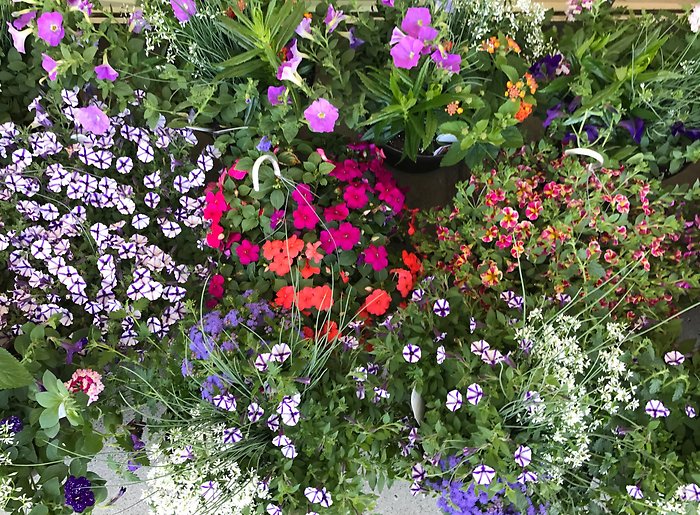 Hanging Baskets