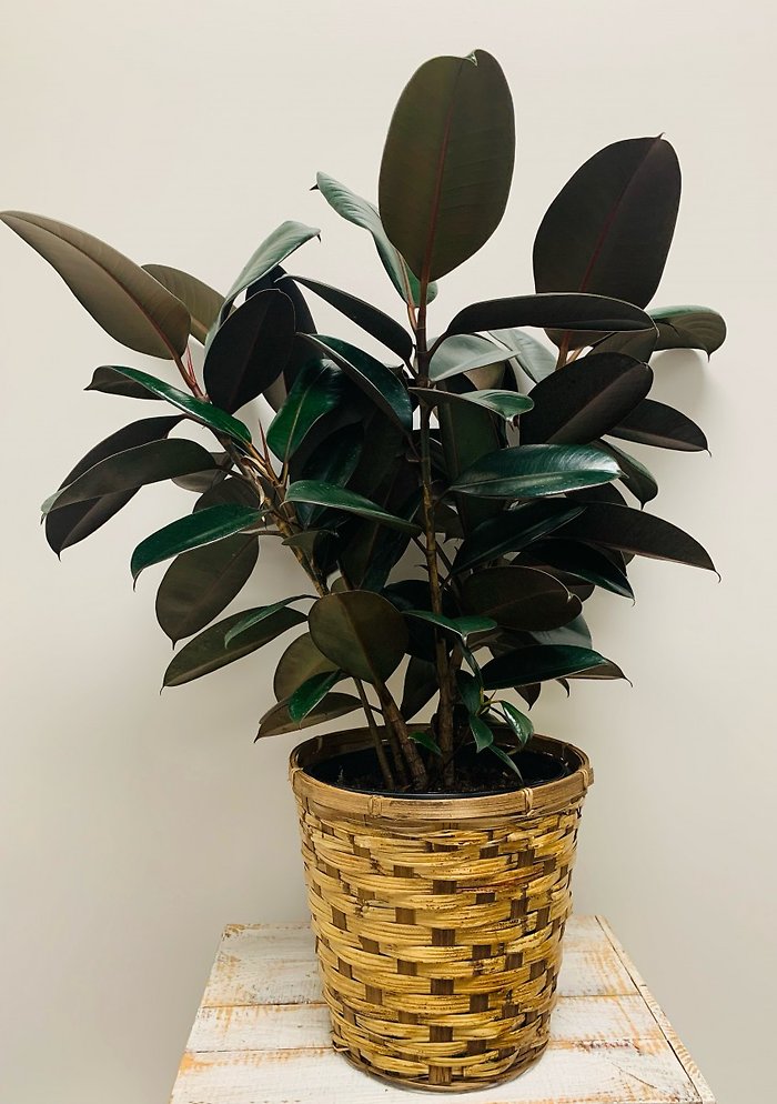 8\" Rubber Tree