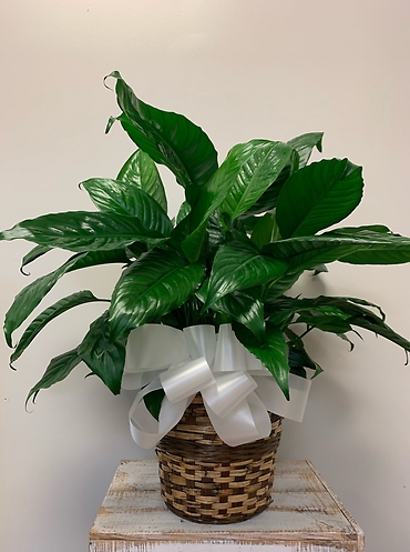 Medium Peace Lily