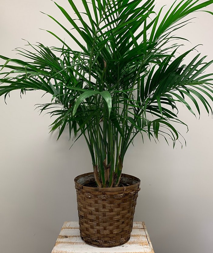 10\" Cateracterum Palm