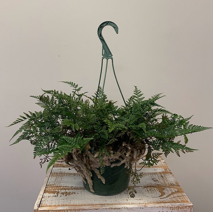 Rabbits Foot Fern