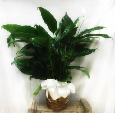 Medium Peace Lily