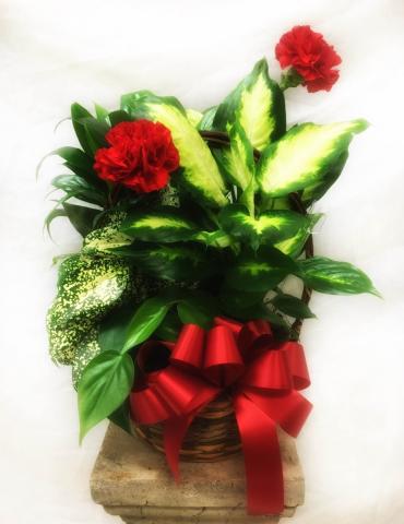 Planter Basket* ($45)