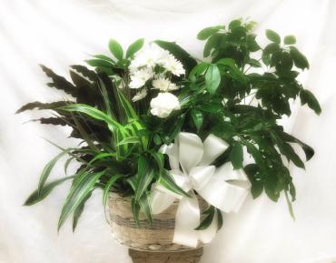 Planter Basket* ($120)