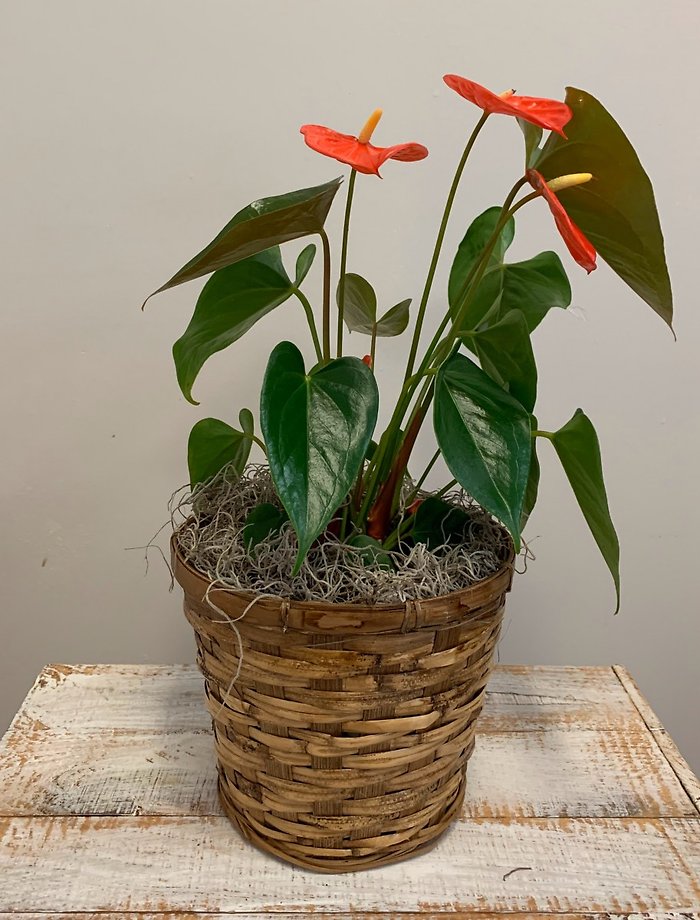 6\" Anthurium