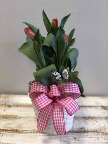 Dutch Bulb Basket* - $30