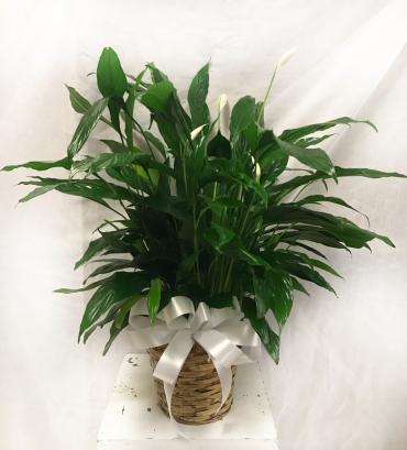 Small Peace Lily