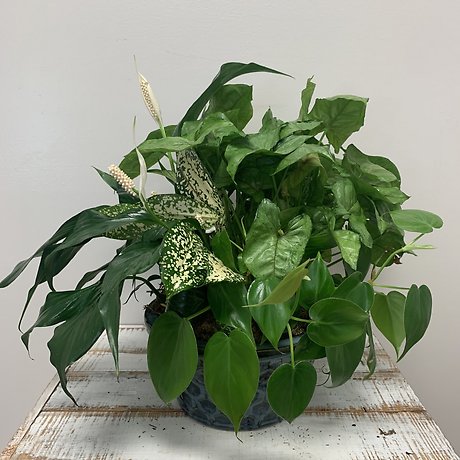 8\" Ceramic Dishgarden