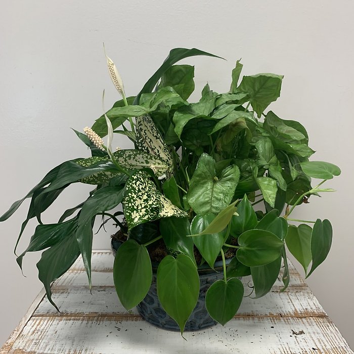 8\" Ceramic Dishgarden