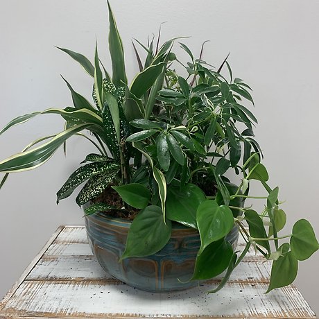10\" Ceramic Dishgarden