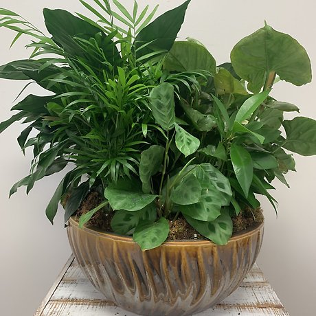14\" Ceramic Dishgarden