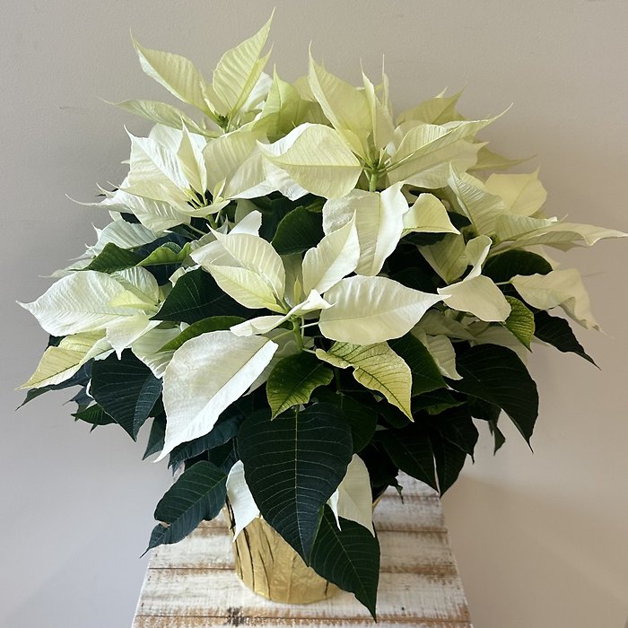 White Poinsettia - Large