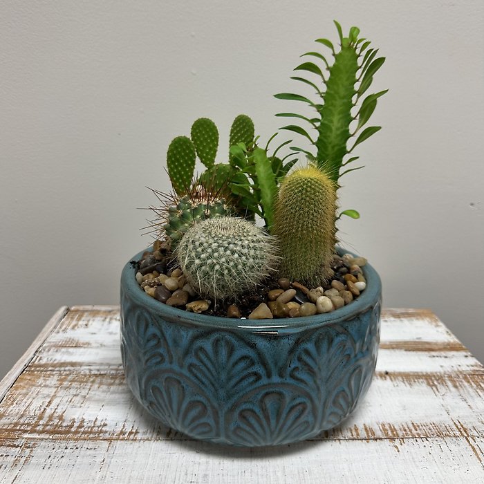 Cactus Garden