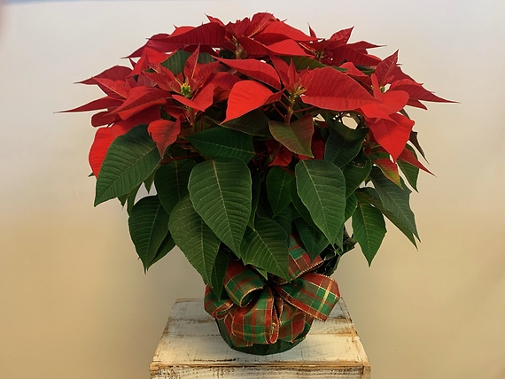 Poinsettia - Large
