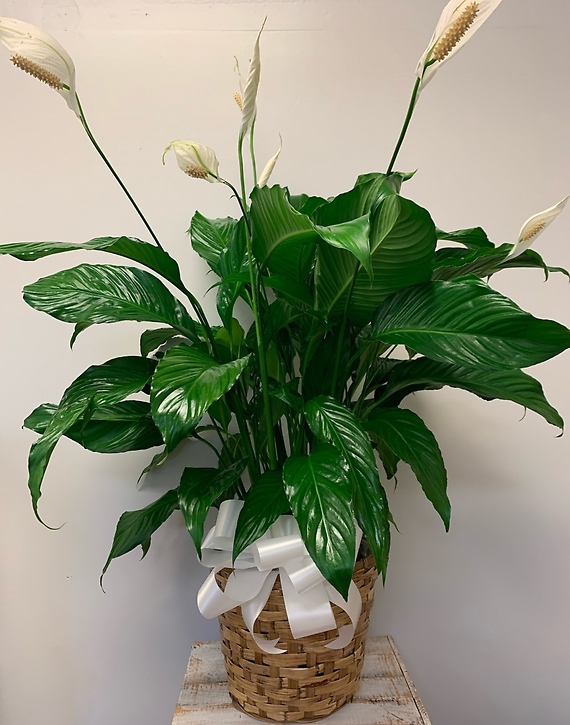 Peace Lily - LARGE
