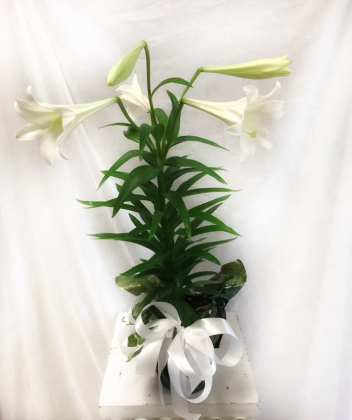 Easter Lily - Small