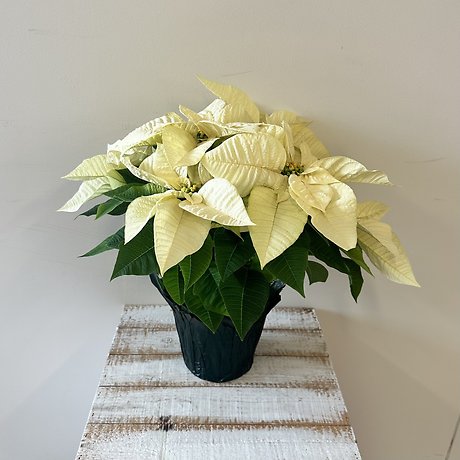 White Poinsettia - Small