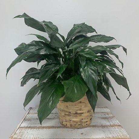 Peace Lily Small
