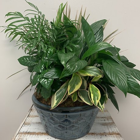 12\" Ceramic Dishgarden