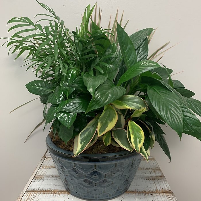 12\" Ceramic Dishgarden