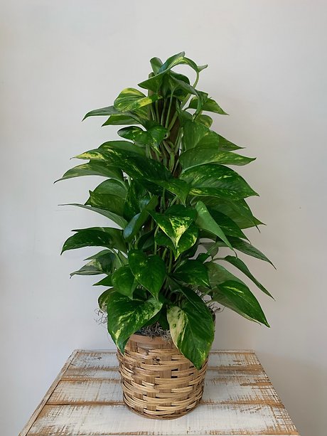 8\" Pole Pothos