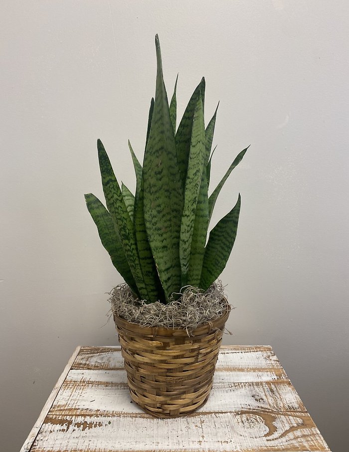 6\" Snake Plant