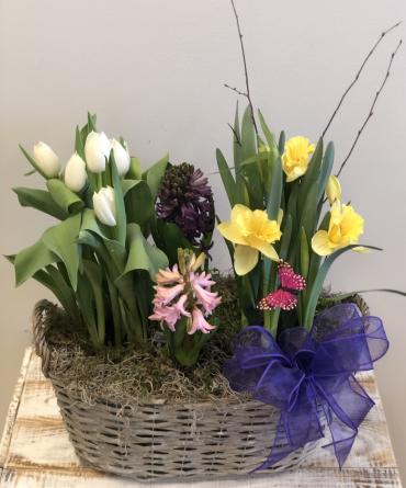 Dutch Bulb Garden* - $75