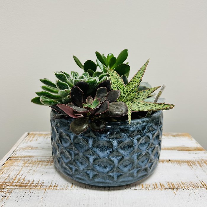 Succulent Garden