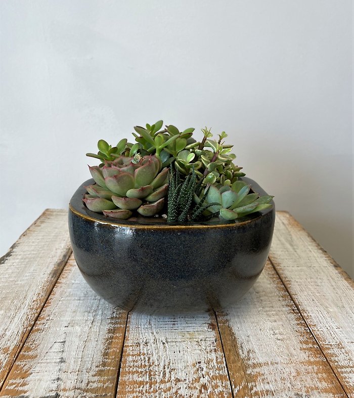 Succulent Garden