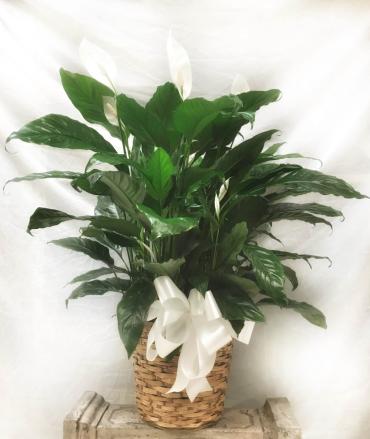 Large Peace Lily