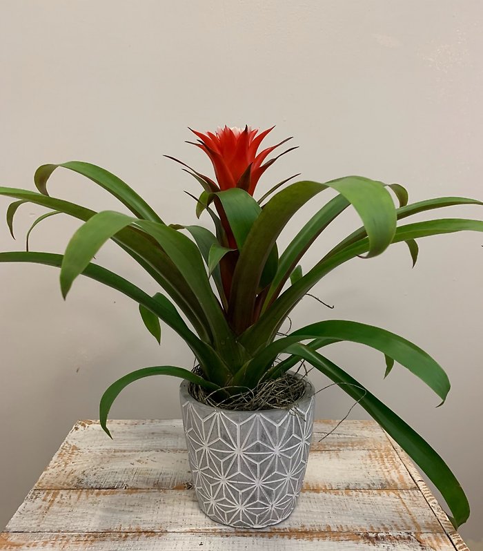 4\" Bromeliad