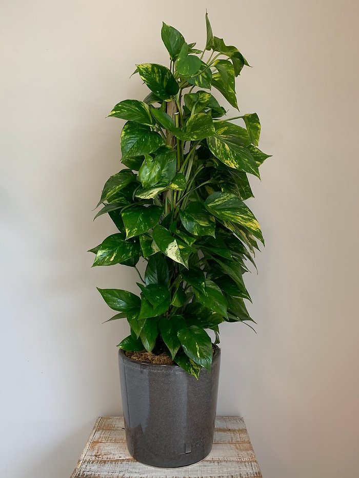 10\" Pole Pothos